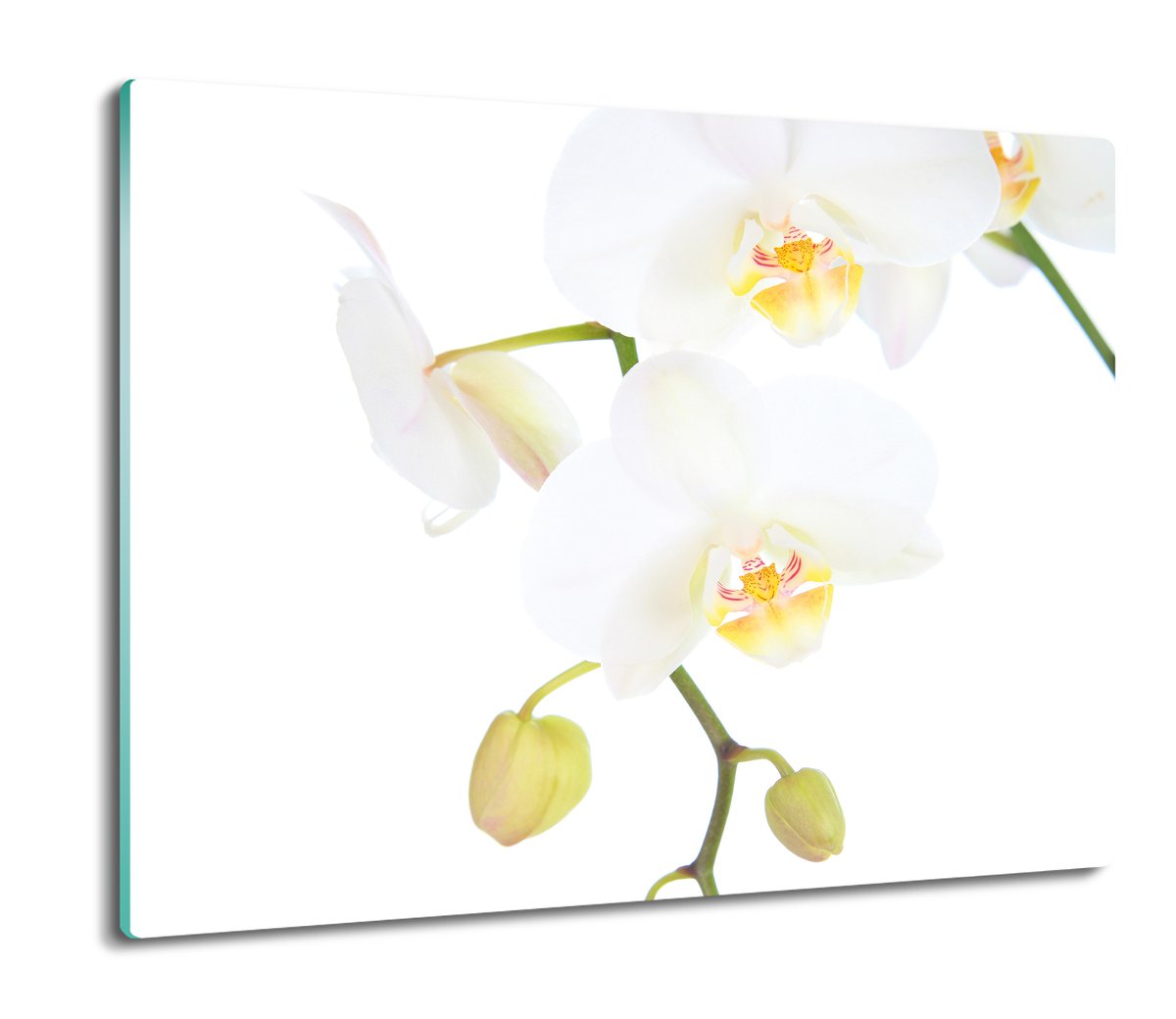 deska splashback z grafiką Storczyk orchidea 60x52, ArtprintCave