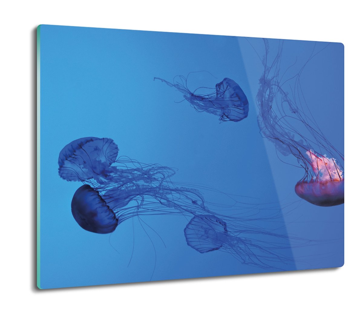 splashback z nadrukiem Meduzy ocean morze 60x52, ArtprintCave