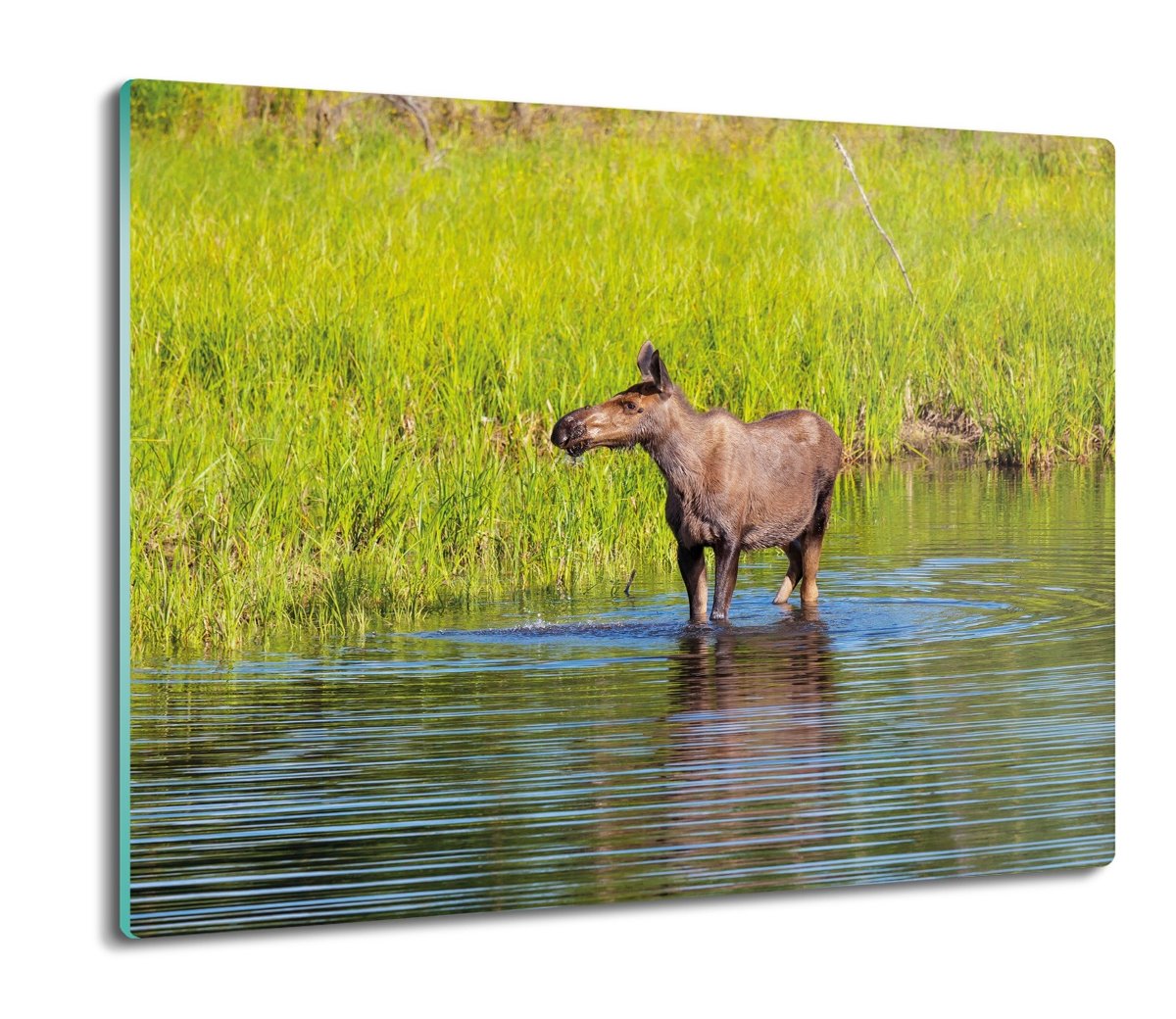 szklana osłona na indukcję Łoś jezioro trawa 60x52, ArtprintCave