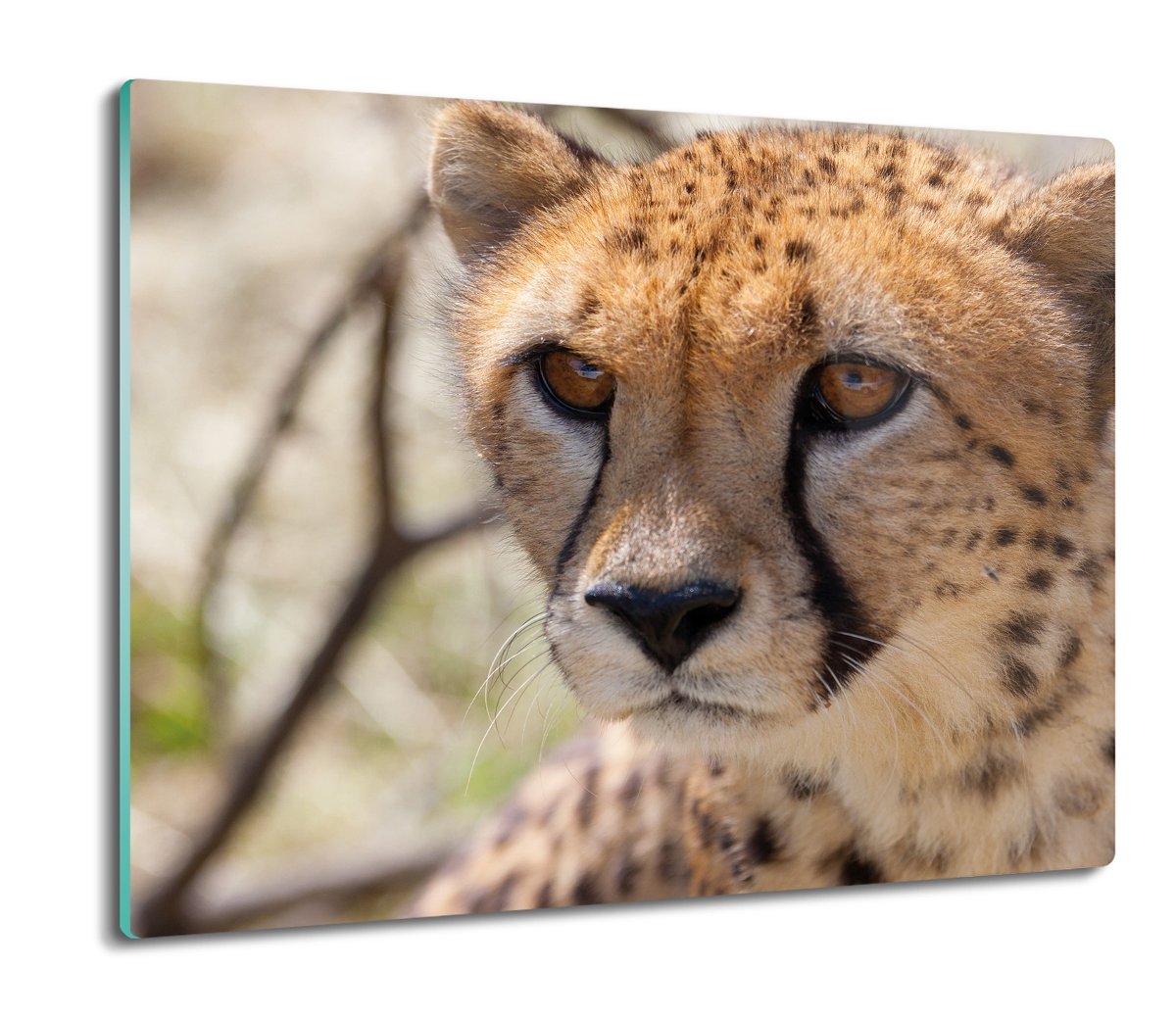 osłona do kuchenki ze szkła Gepard drzewo 60x52, ArtprintCave