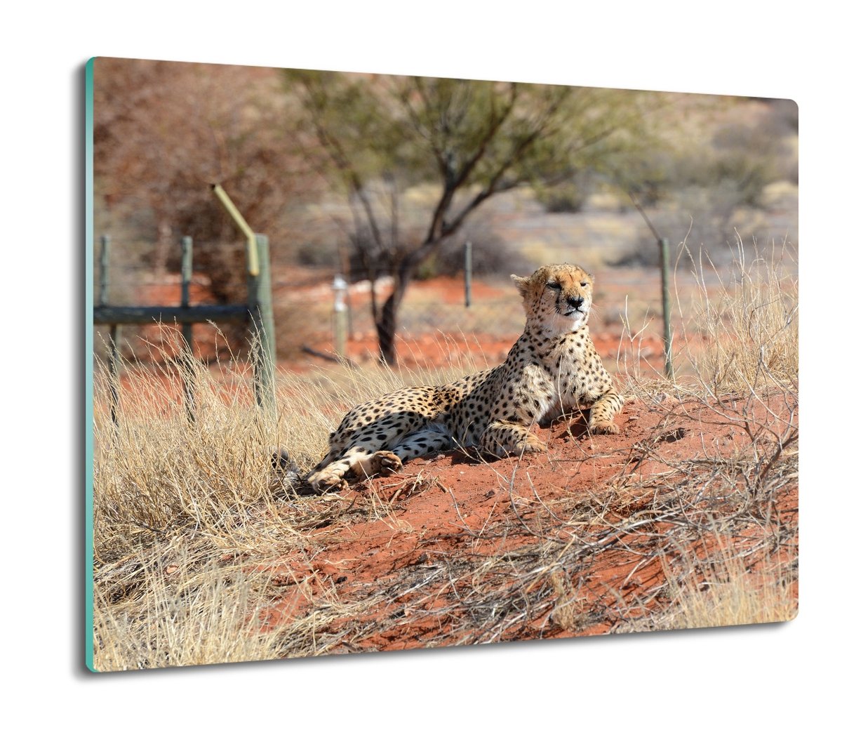 ochrona na indukcję ze szkła Gepard rezerwat 60x52, ArtprintCave