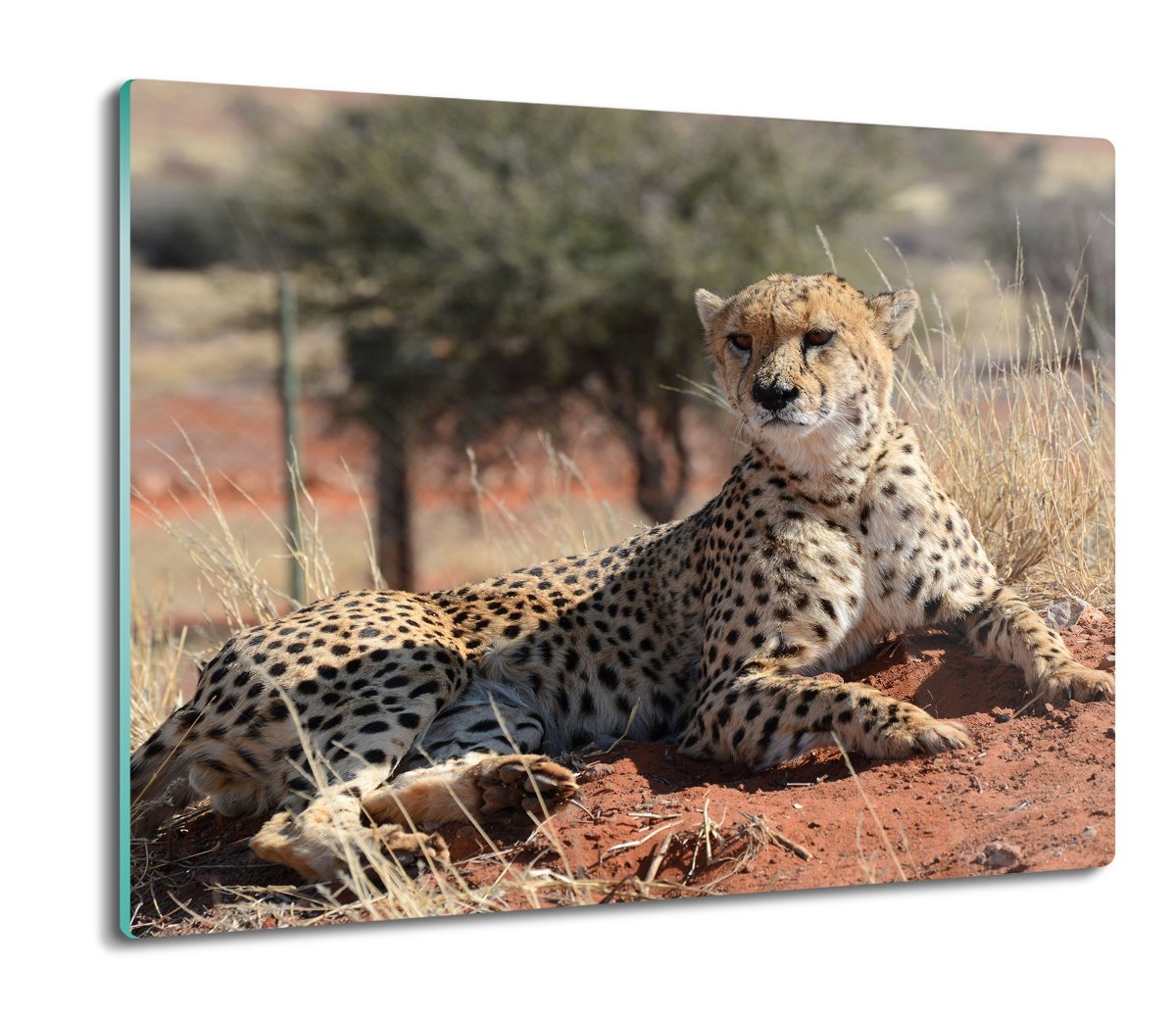 szklana deska splashback Gepard rezerwat 60x52, ArtprintCave