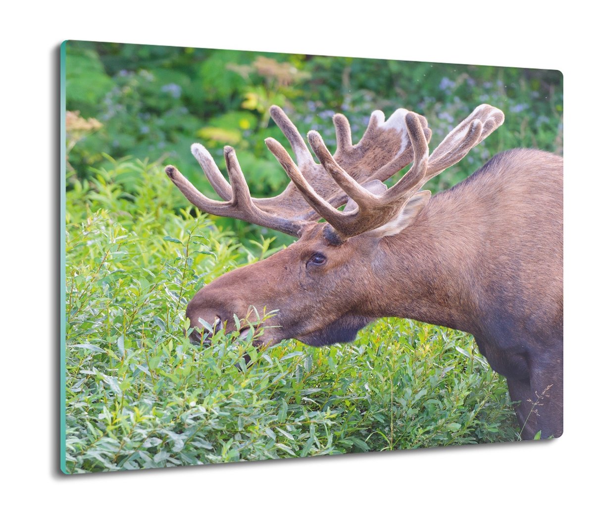 osłonka kuchenna szklana Łoś kwiaty rośliny 60x52, ArtprintCave