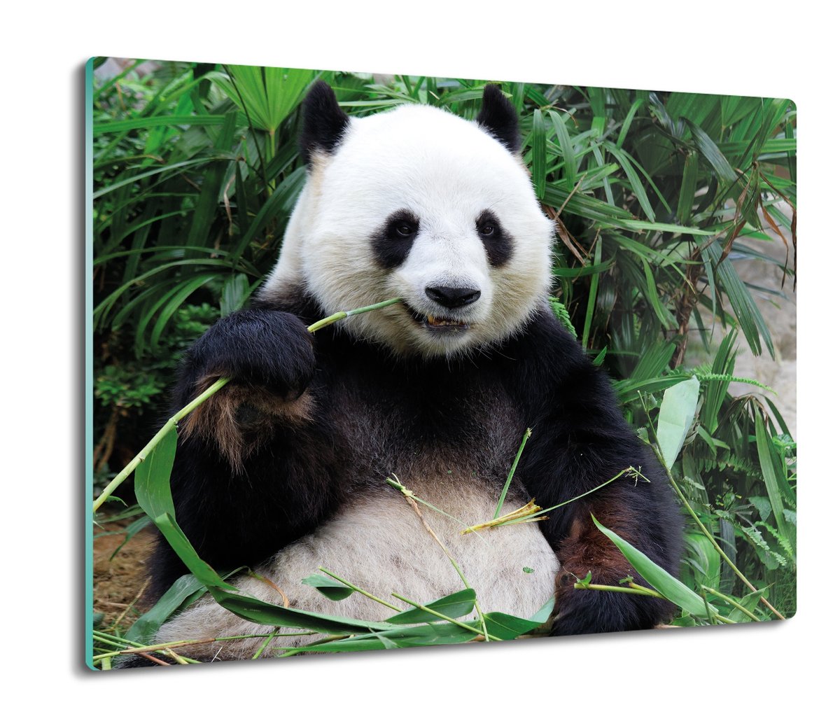 szklana osłona kuchenna druk Panda bambus 60x52, ArtprintCave