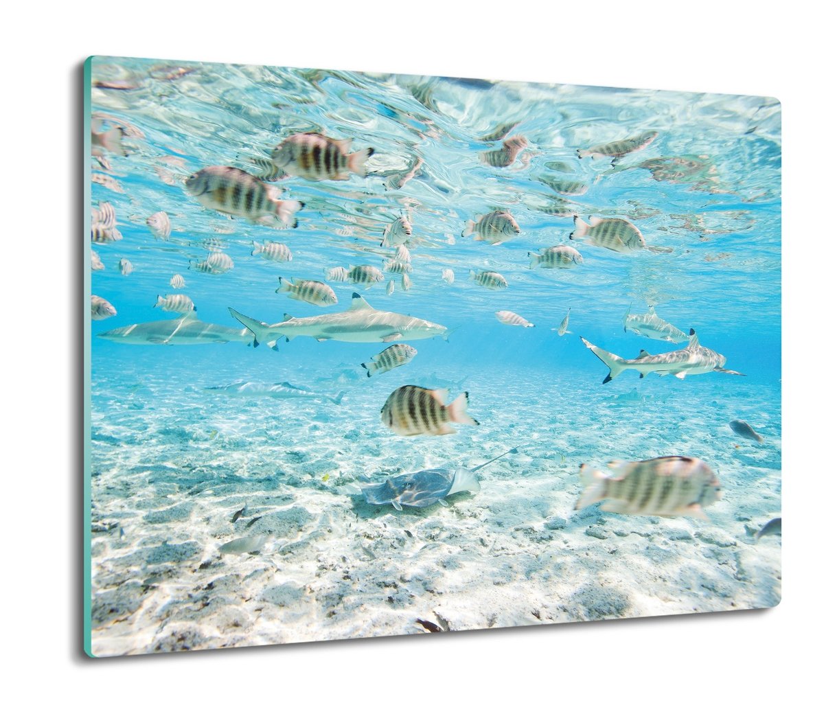 osłonka kuchenna ze szkła Rekiny ryby ocean 60x52, ArtprintCave