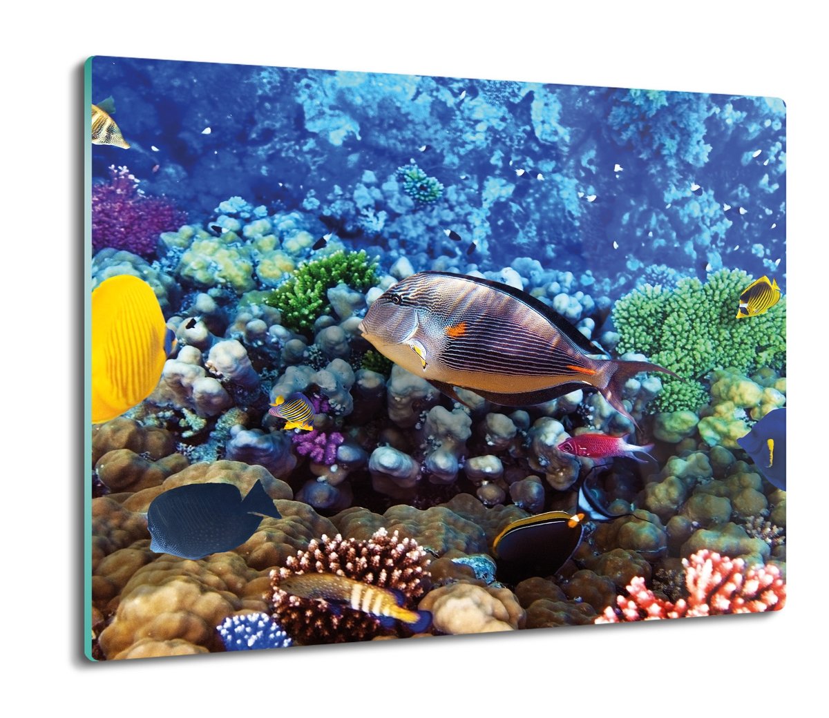 szklana osłona kuchenna Ryby rafa koralowa 60x52, ArtprintCave