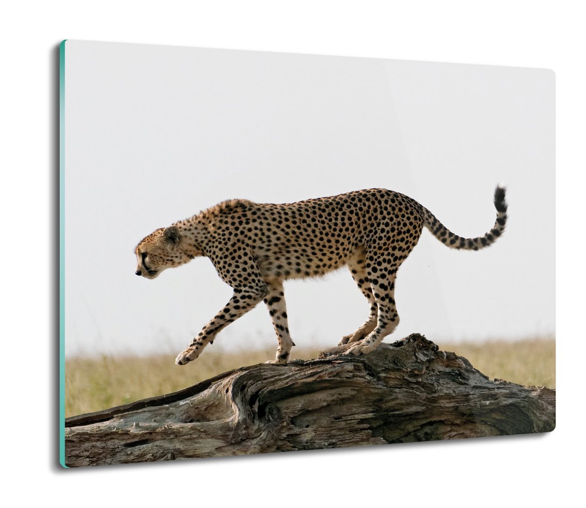 z foto deska splashback Gepard drzewo trawa 60x52, ArtprintCave