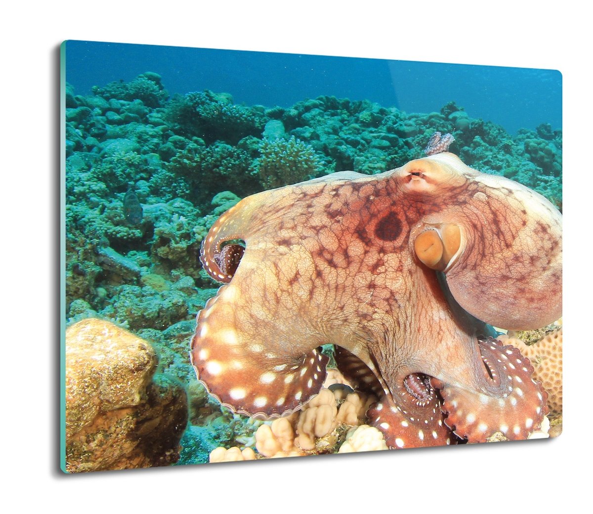 szklana osłona do kuchenki Ośmiornica rafa 60x52, ArtprintCave