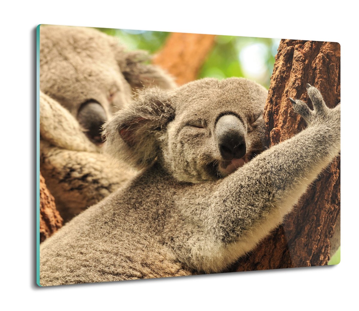 druk ochrona na indukcję Śpiący koala drzewo 60x52, ArtprintCave