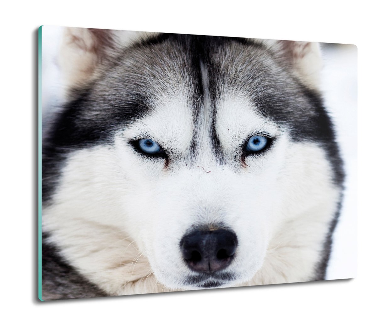 osłonka kuchenna szklana Rasowy pies husky 60x52, ArtprintCave