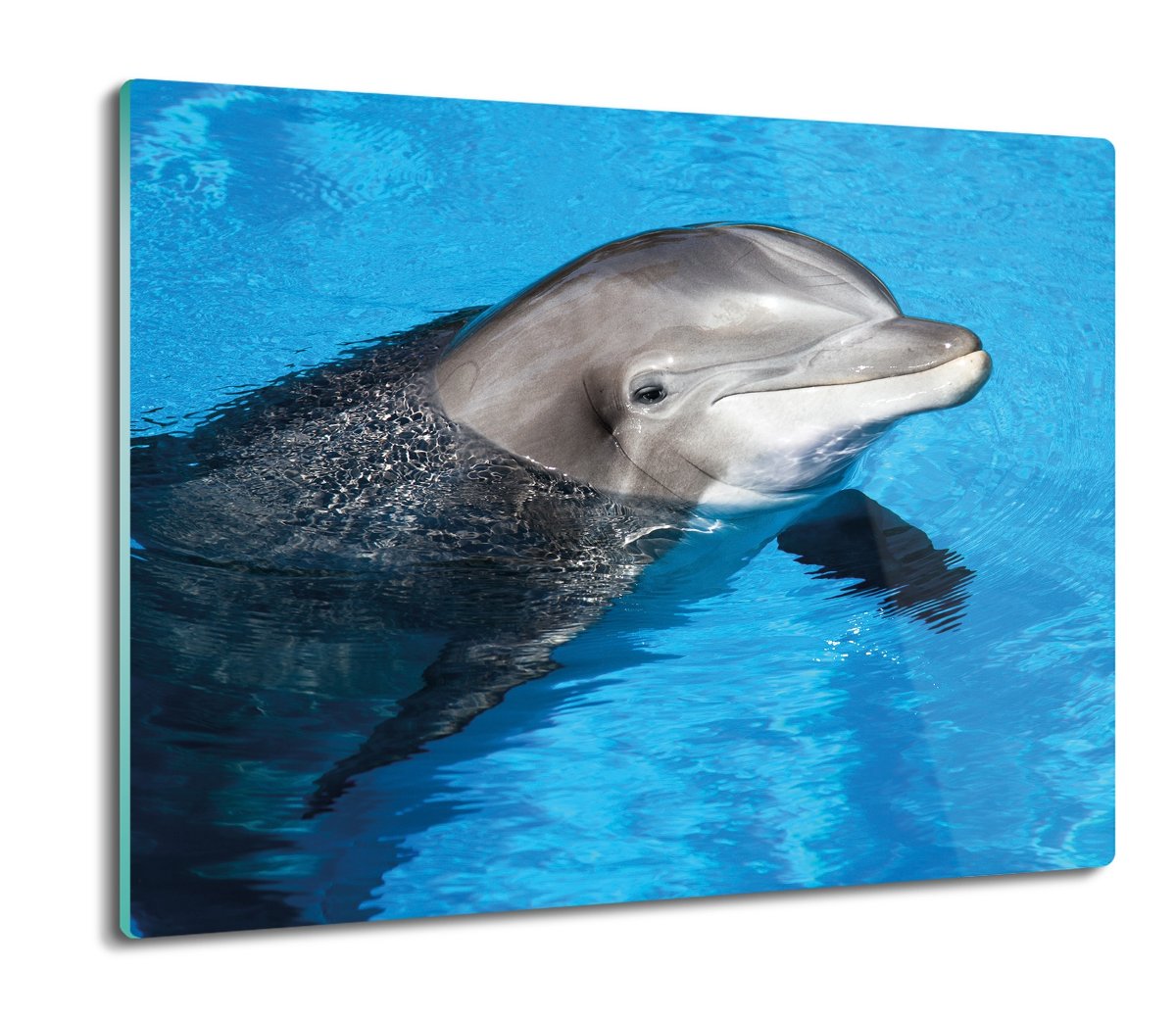 ze szkła osłonka kuchenna z foto Delfin woda 60x52, ArtprintCave