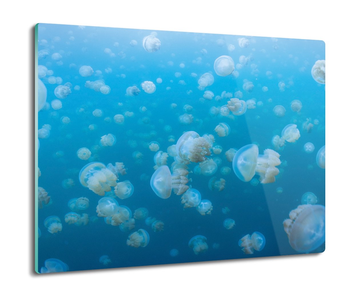 osłona płyty kuchennej Meduza ocean morze 60x52, ArtprintCave