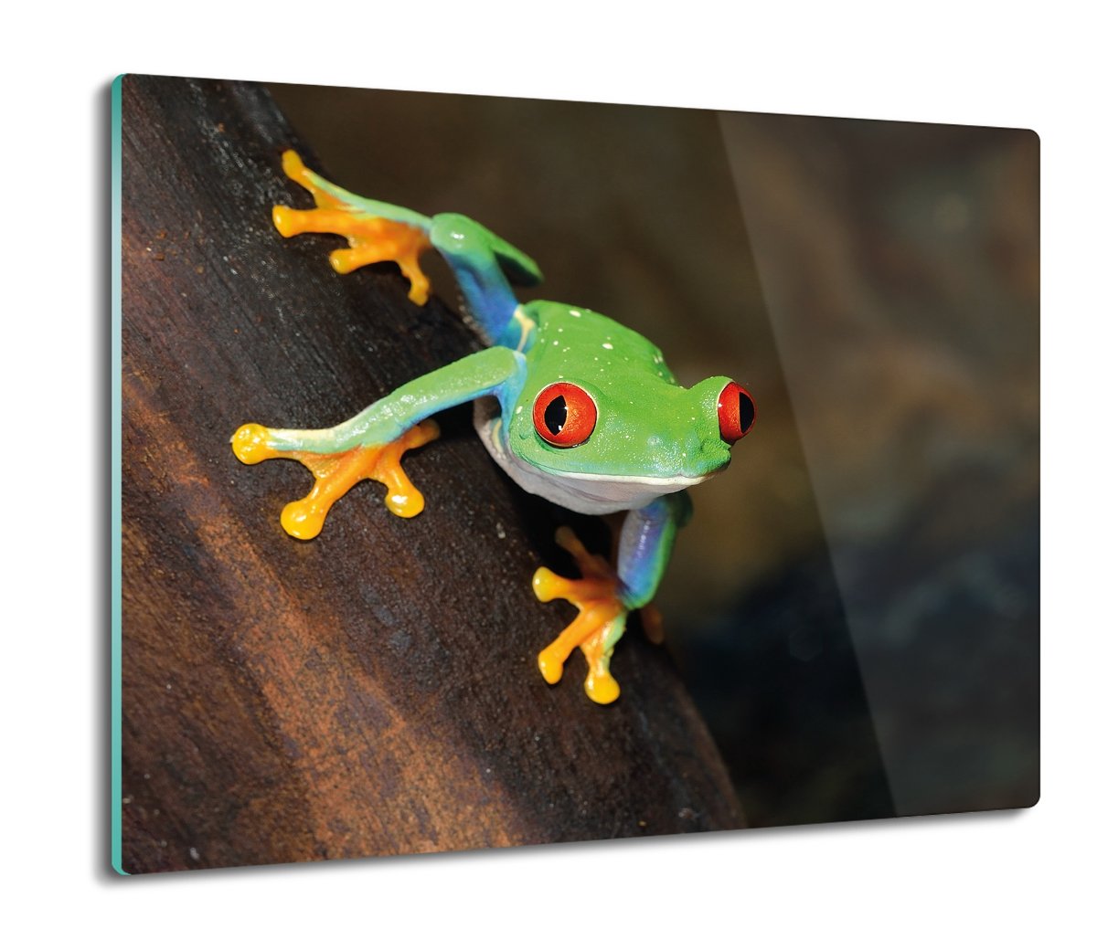 osłonka kuchenna ze szkła Żaba płaz drzewo 60x52, ArtprintCave