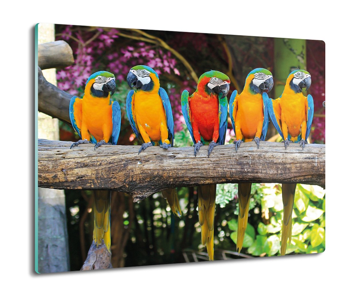 płyty ochronne na indukcję Papugi ARA drzewo 60x52, ArtprintCave