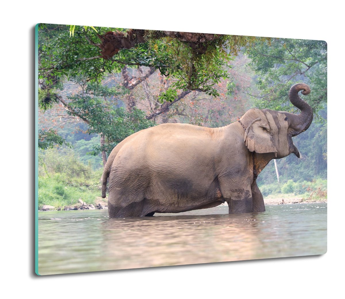 szklana osłonka kuchenna Słoń jezioro drzewa 60x52, ArtprintCave