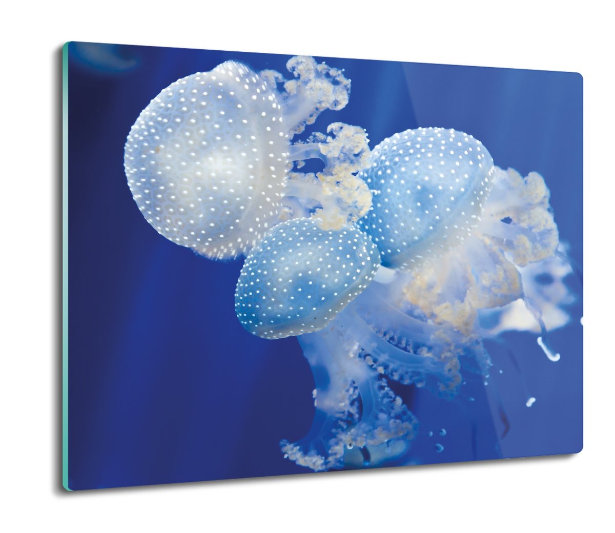 deska splashback ze szkła Meduzy morze ocean 60x52, ArtprintCave