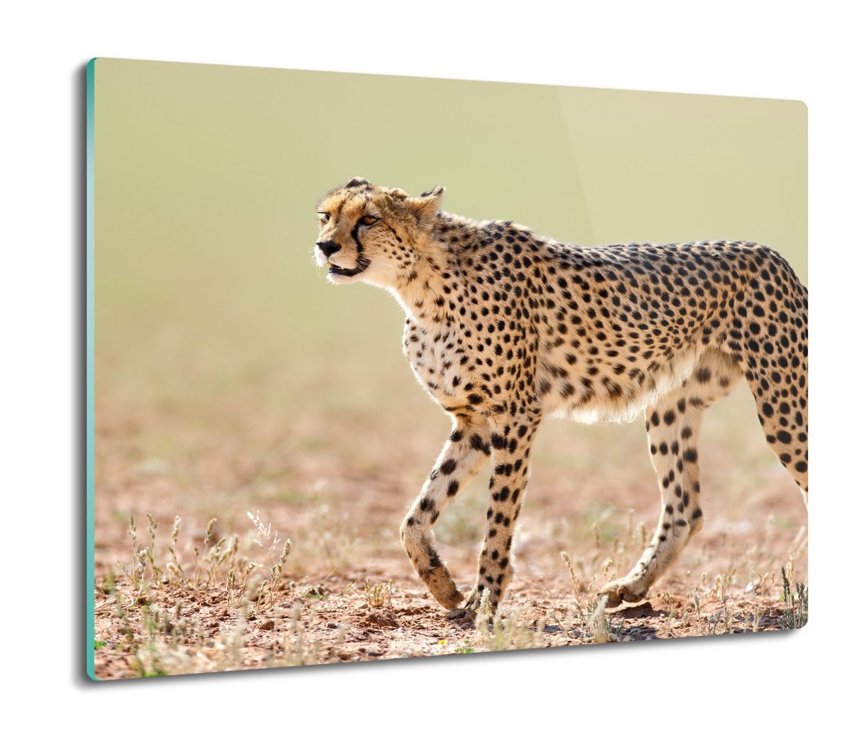 osłonka kuchenna z foto Gepard na trawie 60x52, ArtprintCave