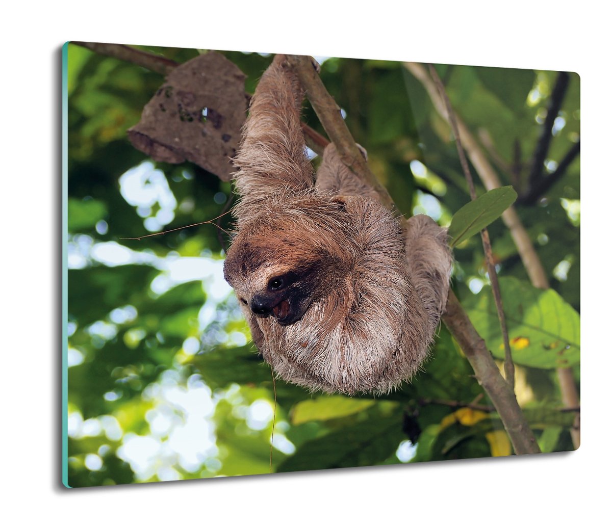 szklana osłona kuchenna Wiszący leniwiec las 60x52, ArtprintCave