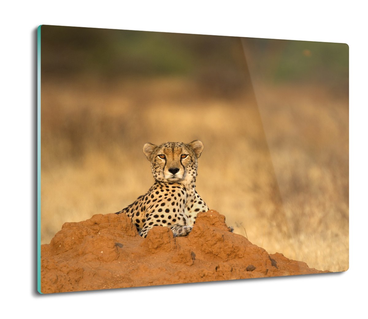 osłona płyty kuchennej Gepard gleba kopiec 60x52, ArtprintCave