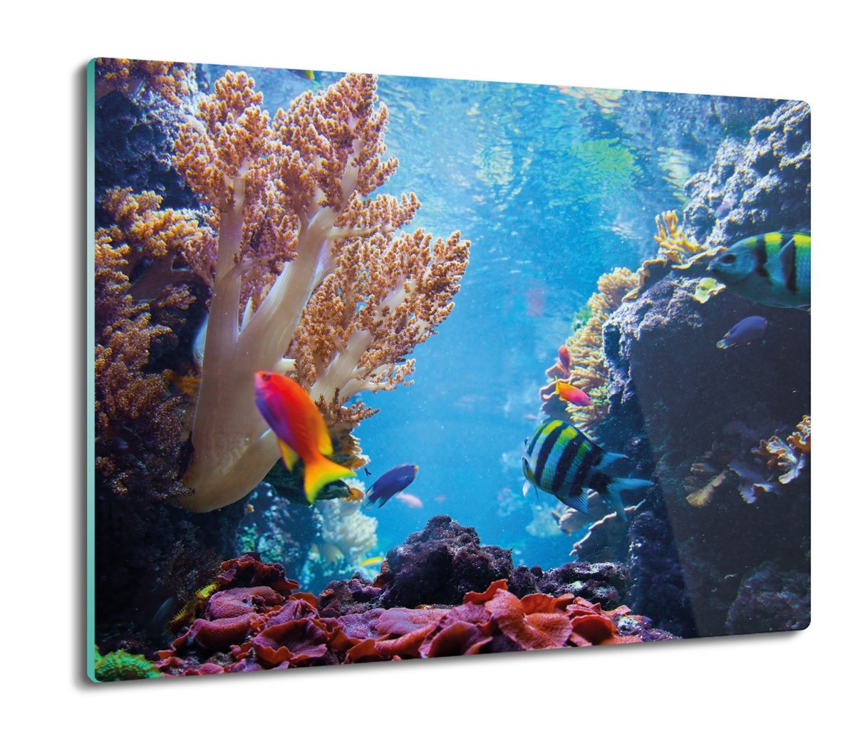 z grafiką osłona splashback Ryby rafa ocean 60x52, ArtprintCave