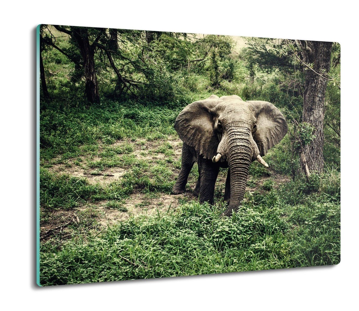 osłona płyty kuchennej Słoń dżungla natura 60x52, ArtprintCave