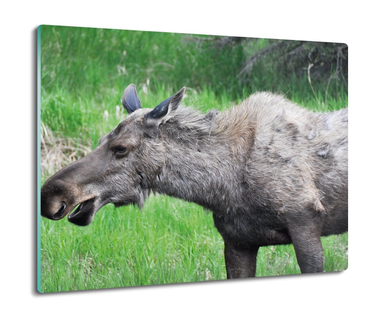 ze szkła splashback druk Łoś trawa natura 60x52, ArtprintCave