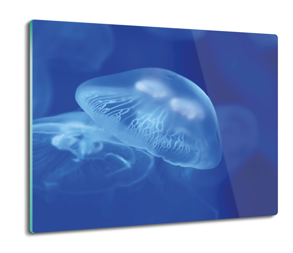 szklana deska splashback Meduzy ocean morze 60x52, ArtprintCave