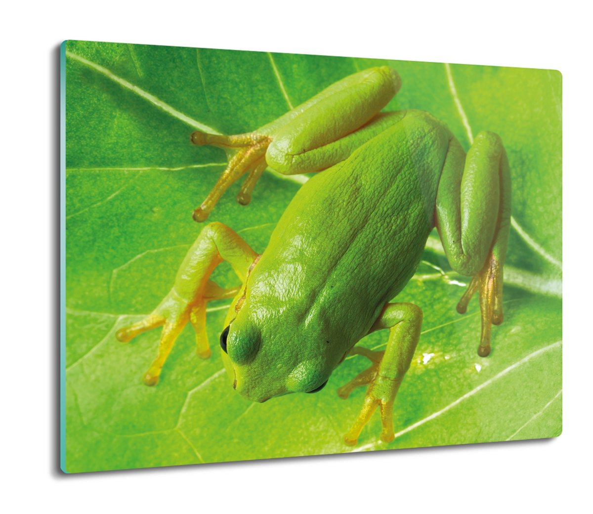 z foto osłonka kuchenna druk Żaba płaz liść 60x52, ArtprintCave