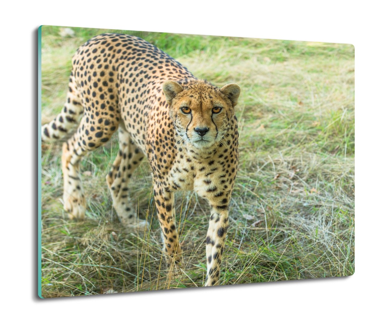 szklana splashback z nadrukiem Gepard trawa 60x52, ArtprintCave