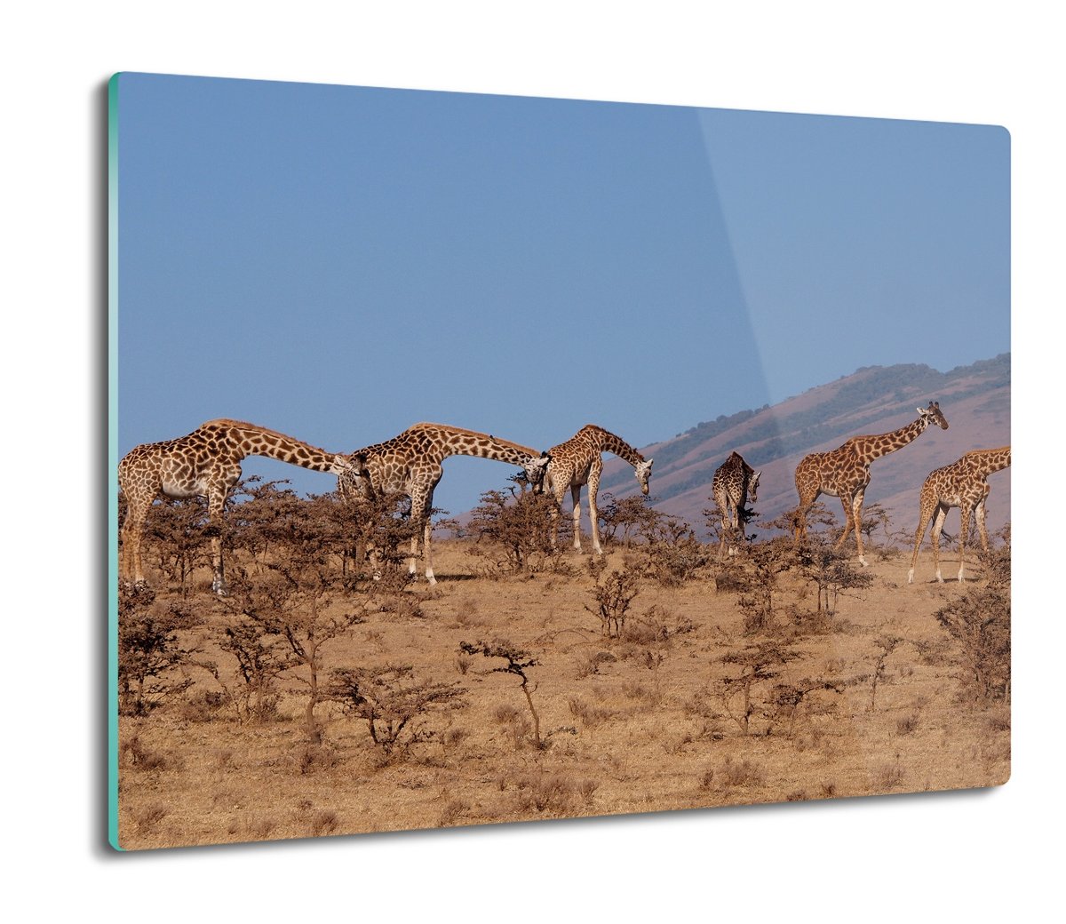 osłona na indukcję ze szkła Żyrafy sawanna 60x52, ArtprintCave