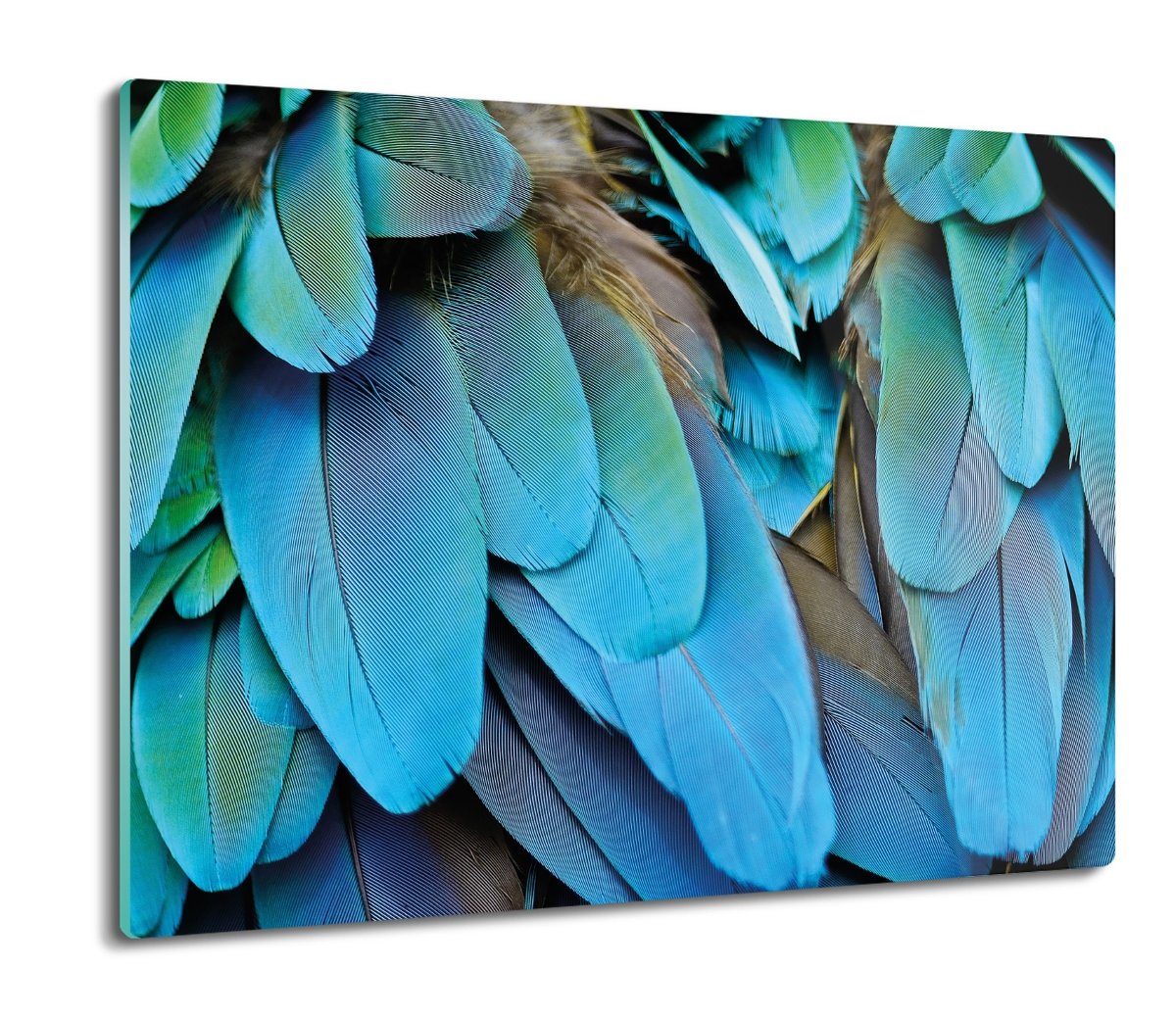 płyty ochronne na indukcję Ptak pióra papuga 60x52, ArtprintCave
