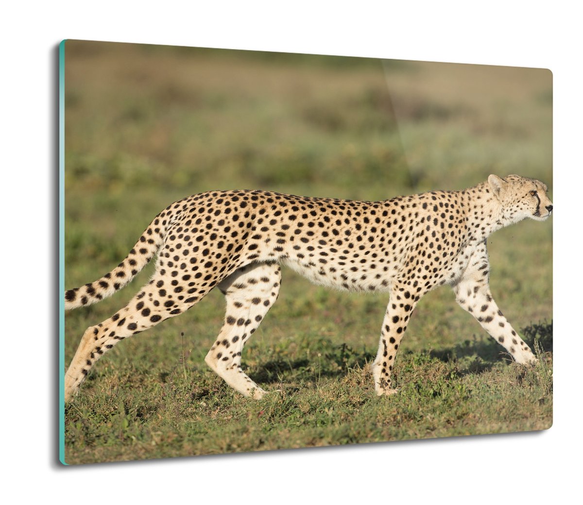 płyty ochronne na indukcję Gepard sawanna 60x52, ArtprintCave