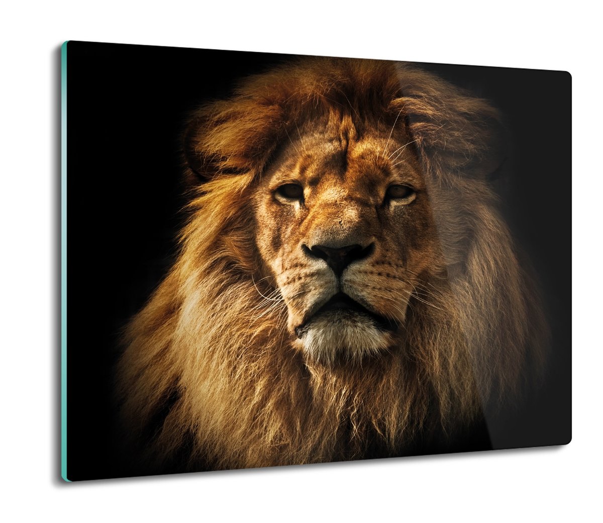 szklana splashback ze szkła Lew głowa grzywa 60x52, ArtprintCave