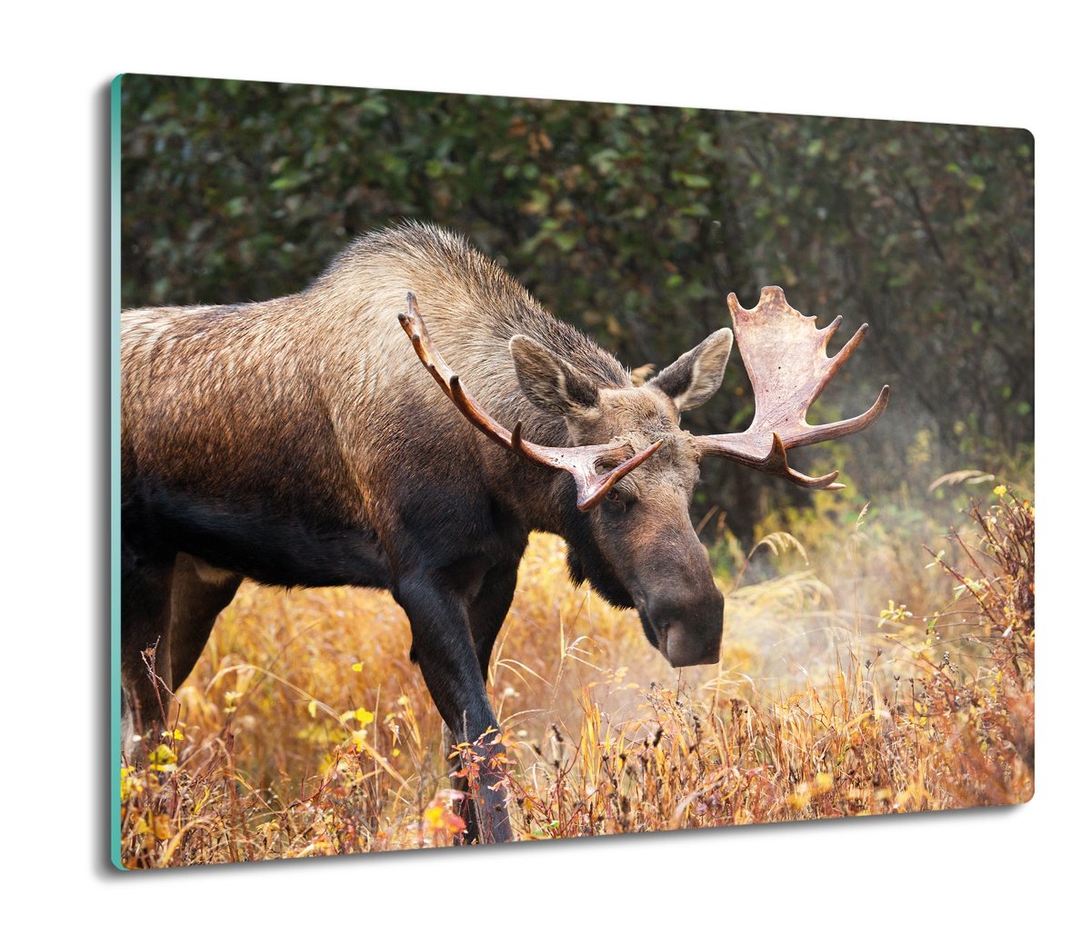 szklana osłona kuchenna szklana Łoś las łąka 60x52, ArtprintCave