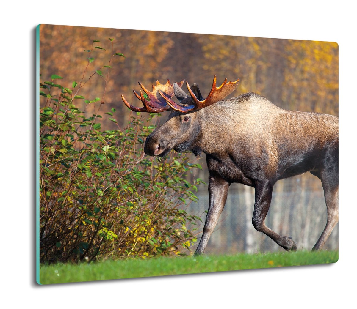 z foto osłonka z grafiką Łoś las krzew trawa 60x52, ArtprintCave