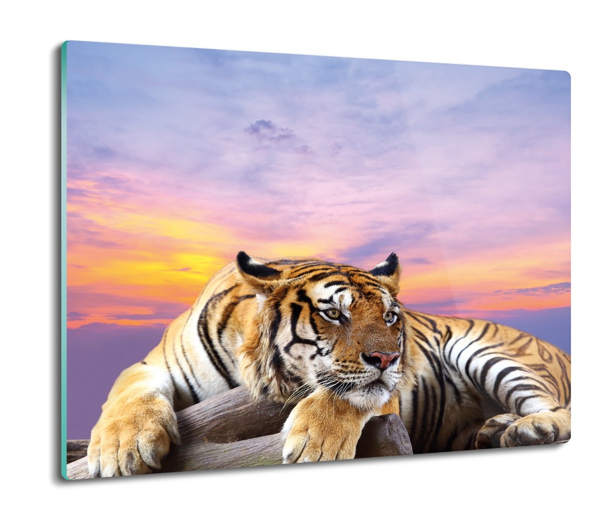 z foto splashback druk Tygrys drzewo zachód 60x52, ArtprintCave