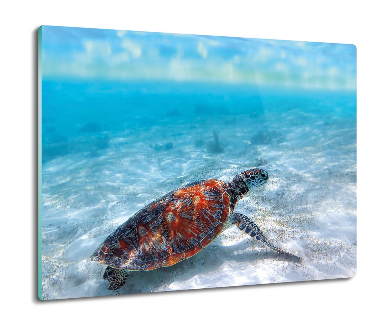 druk ochrona na indukcję Żółw plaża ocean 60x52, ArtprintCave