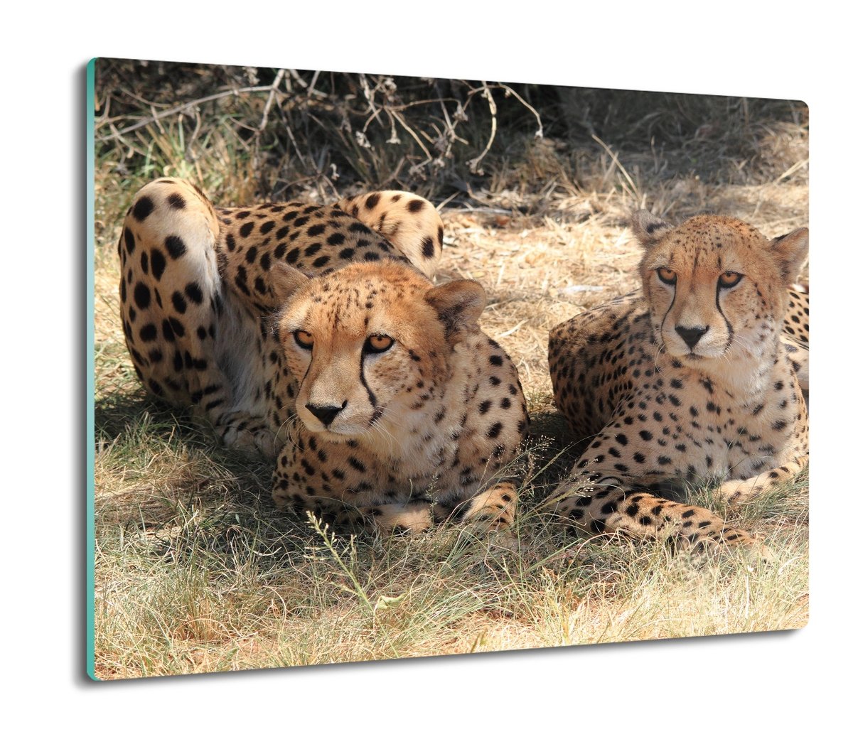 ze szkła splashback druk Para gepardy trawa 60x52, ArtprintCave