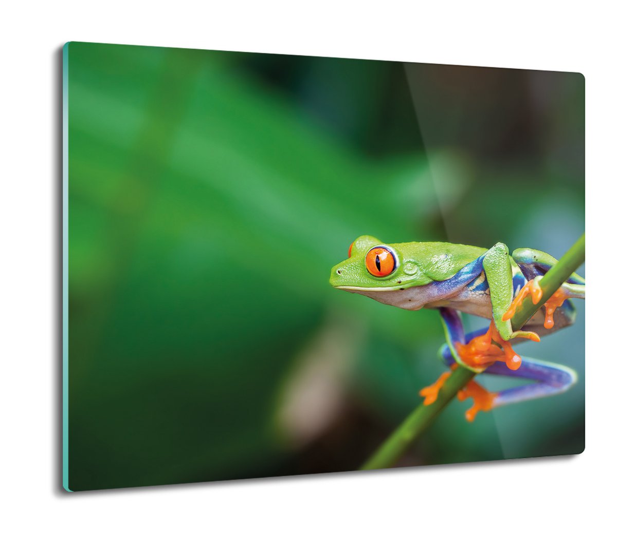osłona splashback z nadrukiem Skacząca żaba 60x52, ArtprintCave