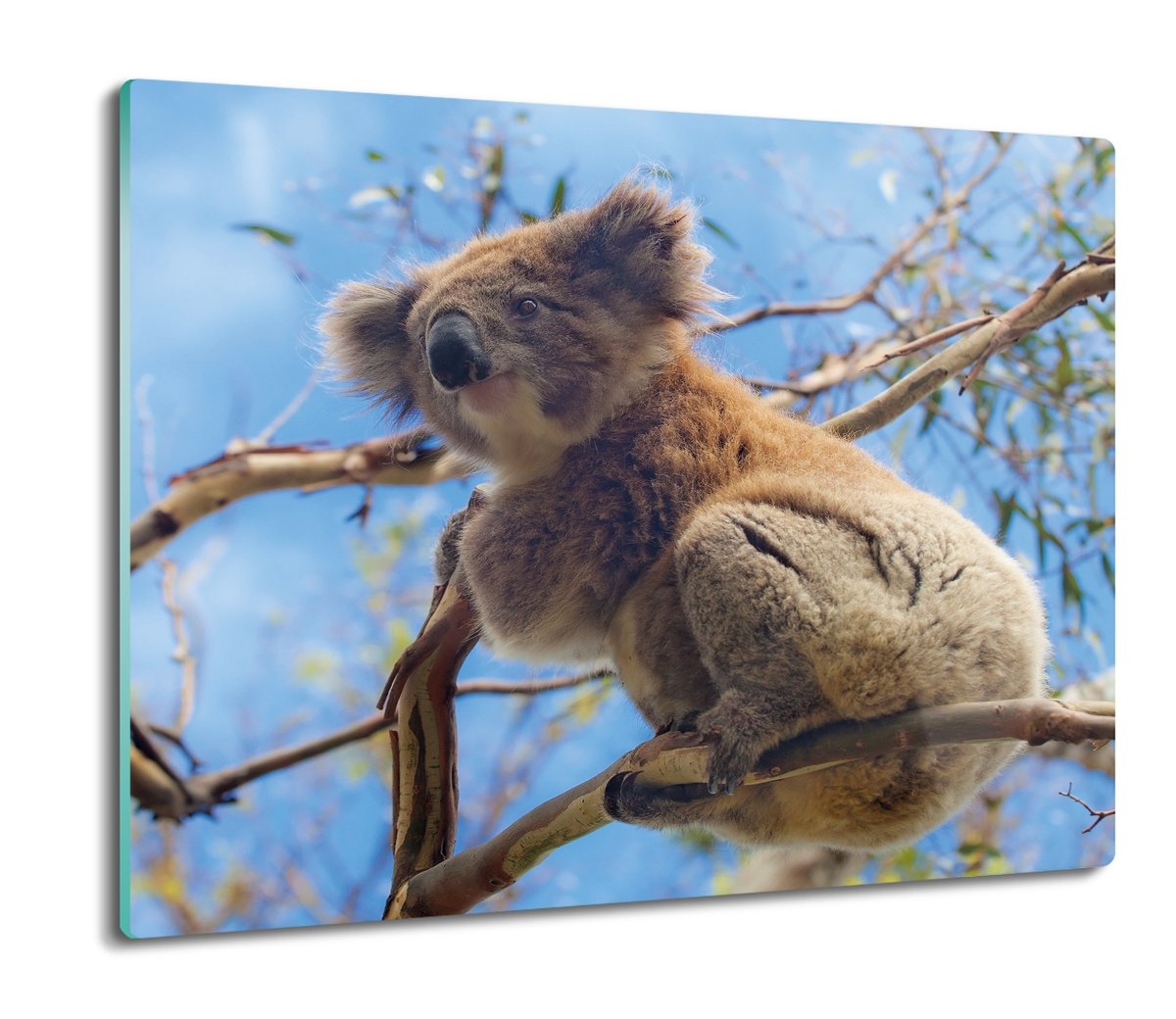 druk deska splashback Koala drzewo niebo 60x52, ArtprintCave