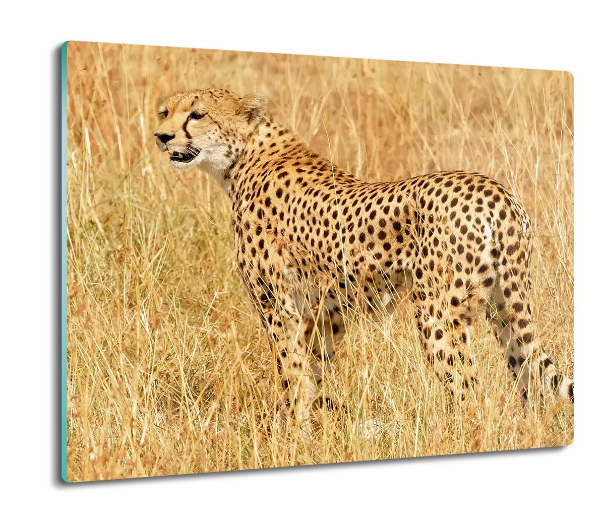 osłona splashback z grafiką Gepard trawa 60x52, ArtprintCave