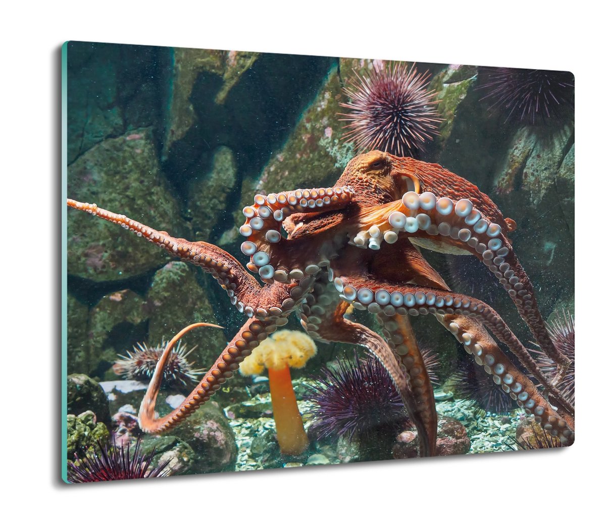 szklana osłona kuchenna Ośmiornica ocean 60x52, ArtprintCave