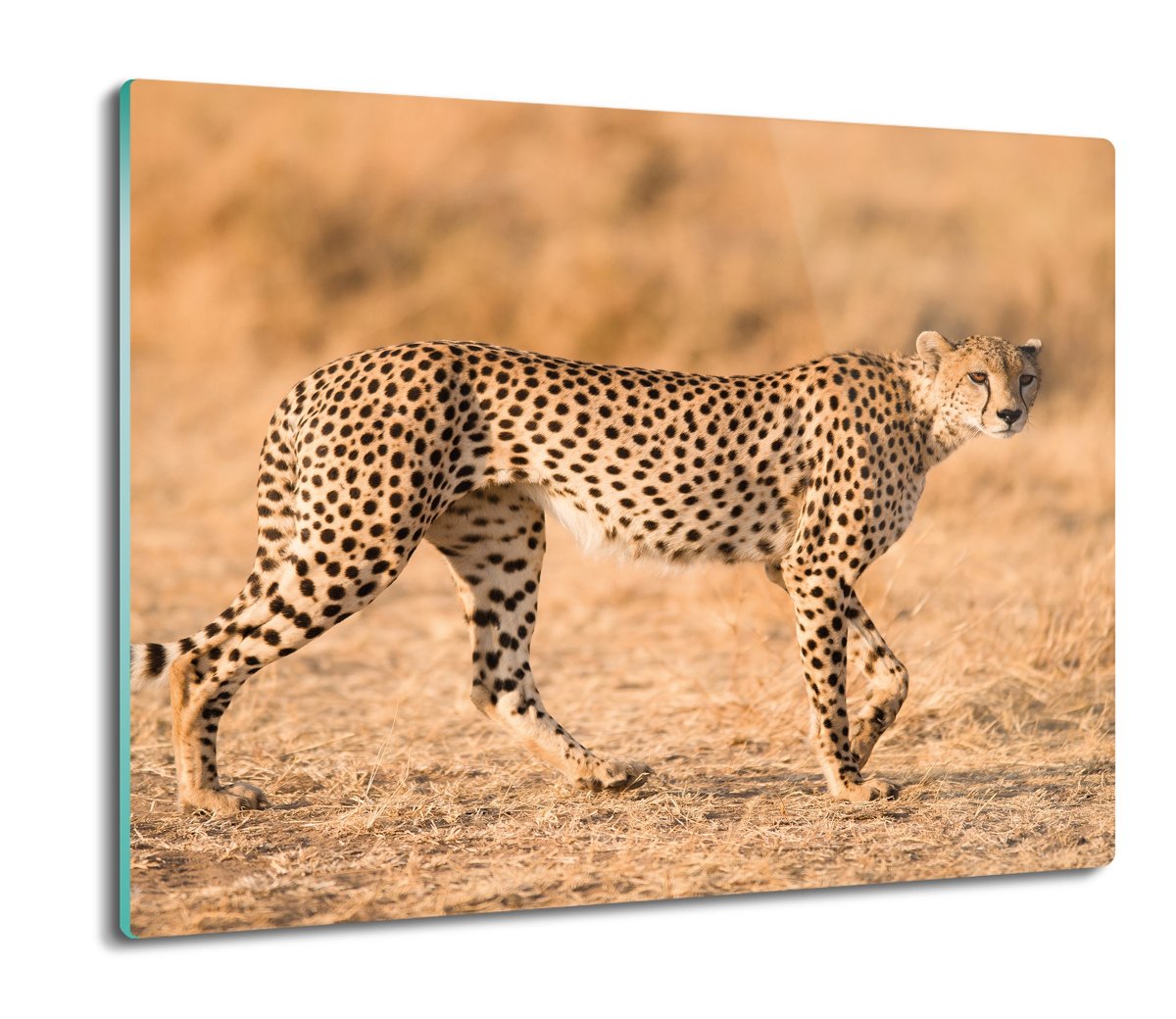 szklana splashback z foto Spacerujący gepard 60x52, ArtprintCave