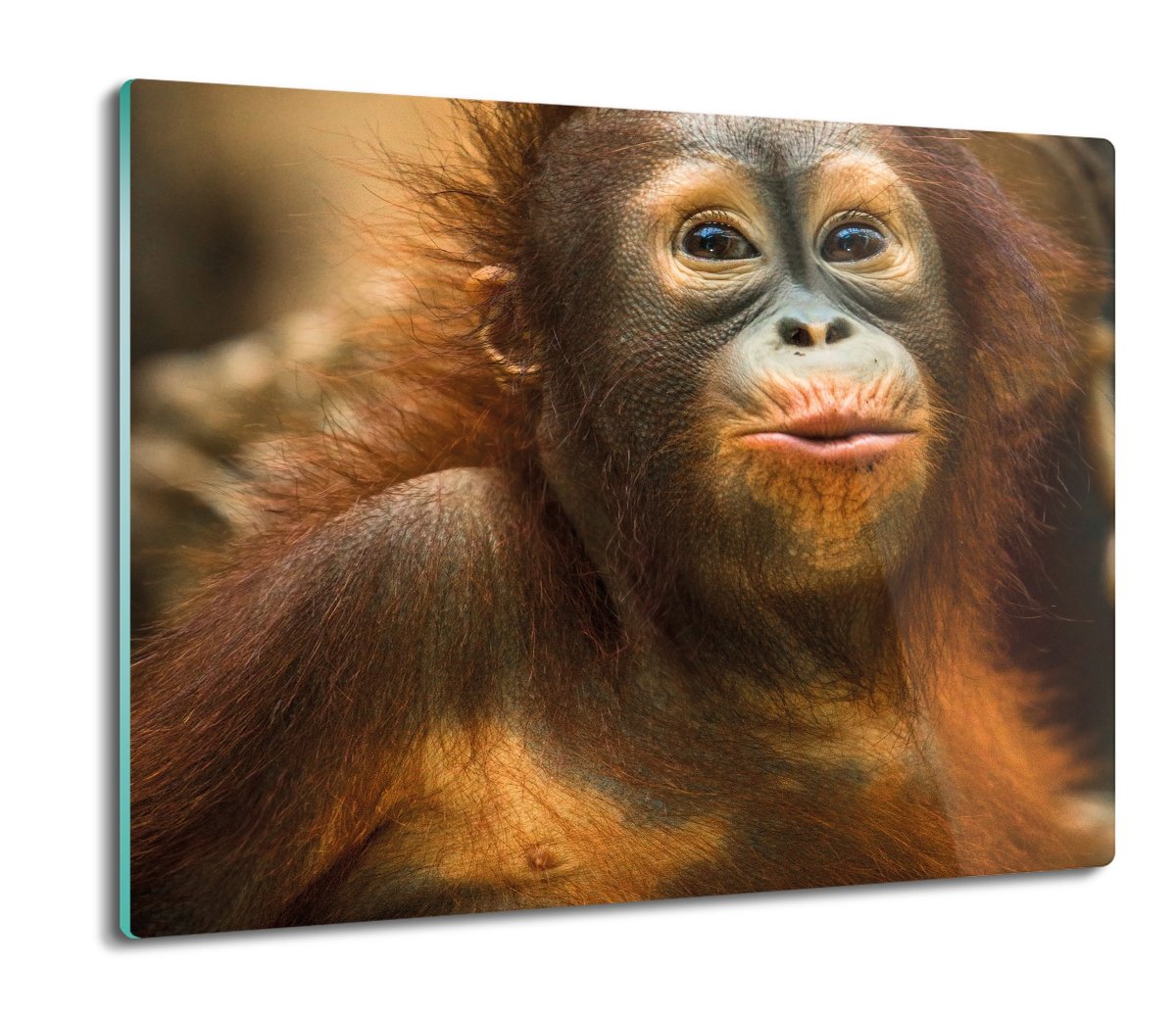 osłona płyty kuchennej Orangutan mały małpa 60x52, ArtprintCave