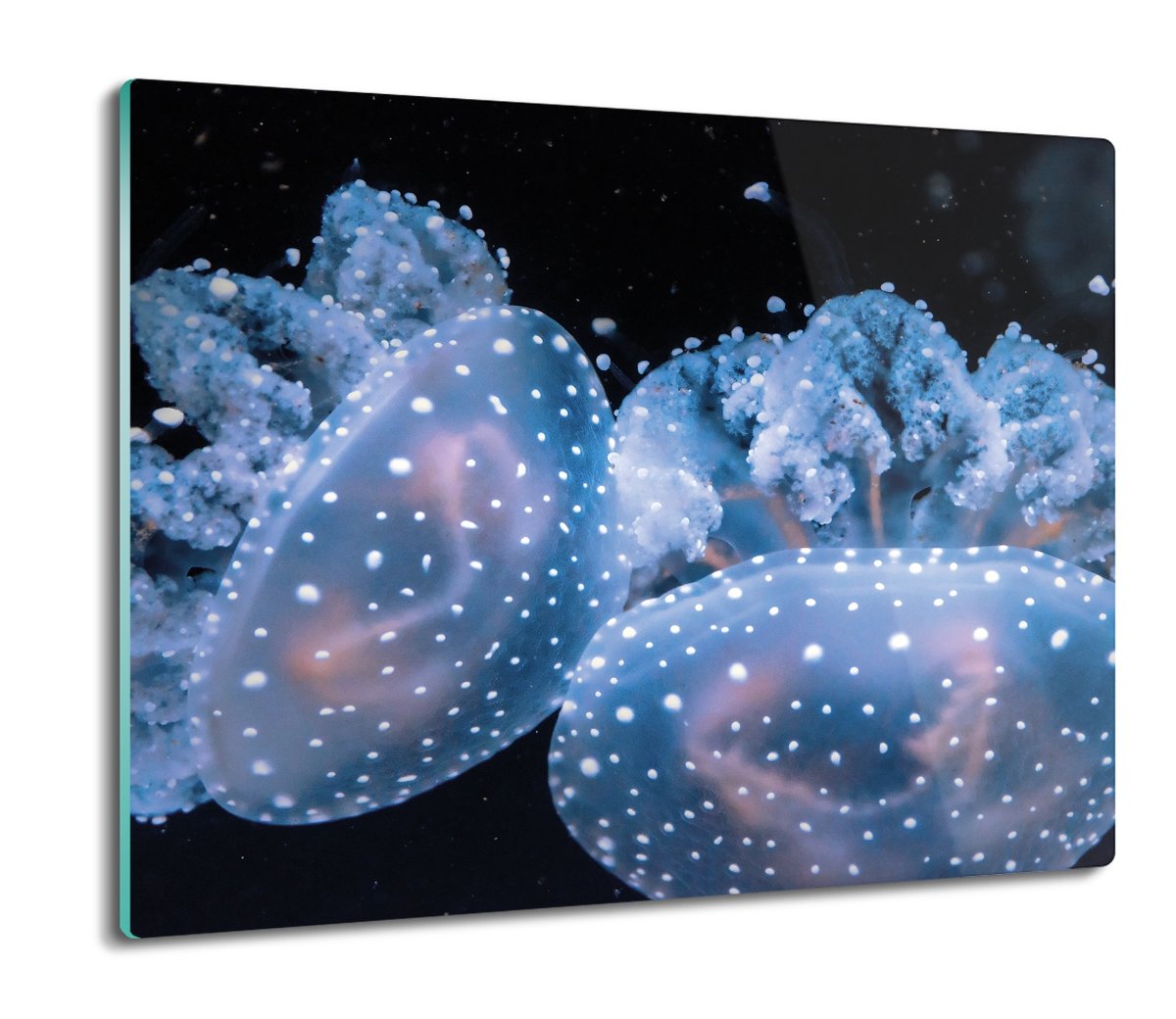 osłona splashback szklana Meduzy ocean morze 60x52, ArtprintCave