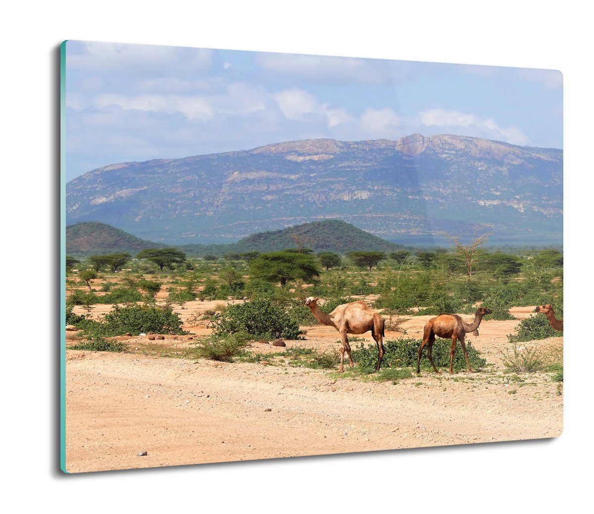 osłona na indukcję z foto Wielbłądy góry 60x52, ArtprintCave