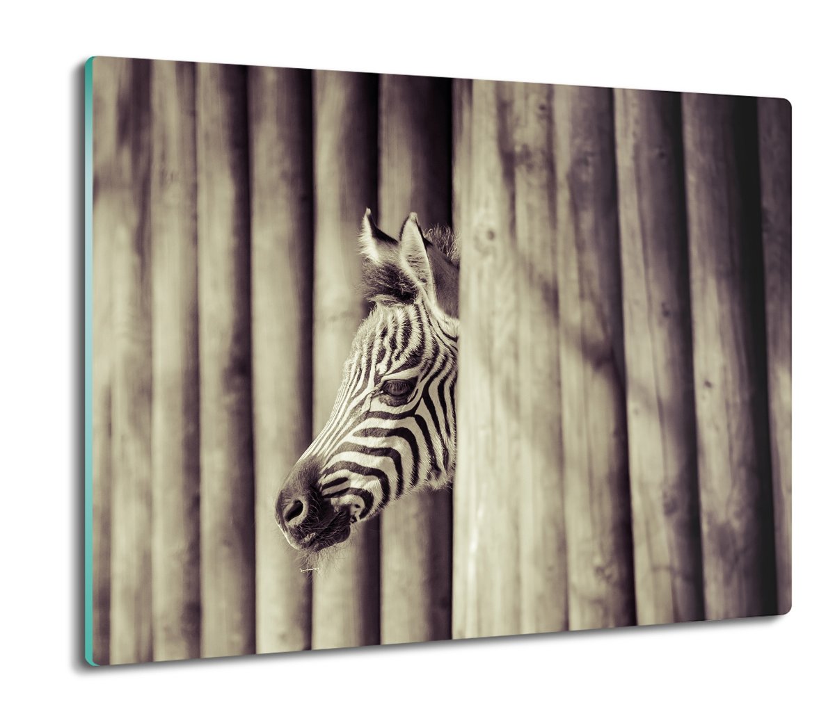 szklana splashback druk Zebra ogrodzenie 60x52, ArtprintCave