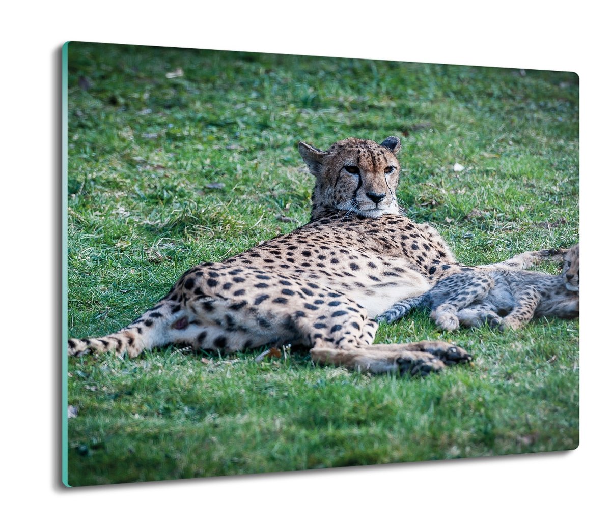 osłona splashback do kuchni Rodzina gepard 60x52, ArtprintCave