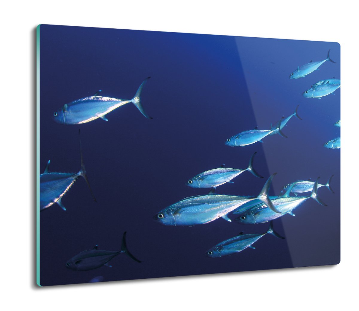 deska splashback szklana Kolonia ryb ocean 60x52, ArtprintCave