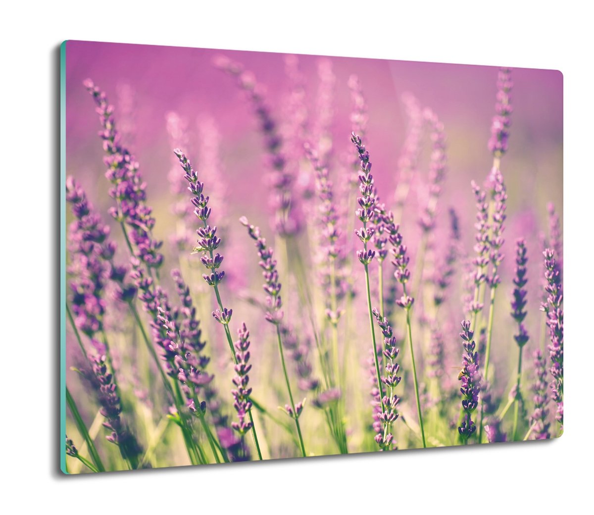 szklana osłona kuchenna Lawenda pole kwiaty 60x52, ArtprintCave